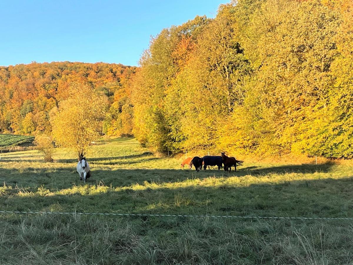 Haus Landlust Lägenhet Edersee Exteriör bild